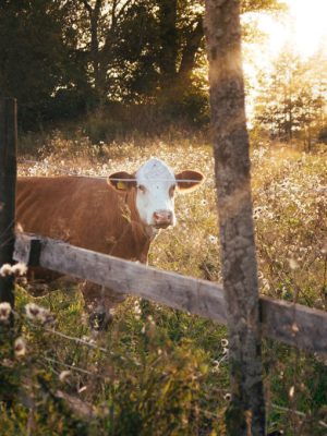 christian-widell-vrT3Z9UKFEg-unsplash-1024x680