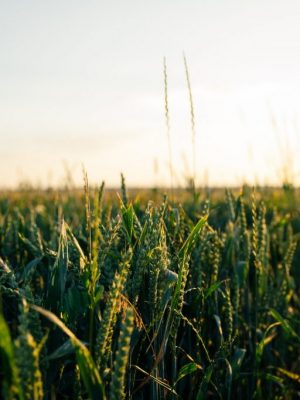 glenn-carstens-peters-piNf3C4TViA-unsplash