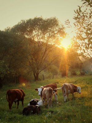 iga-palacz-qZPEd8LO1Sg-unsplash