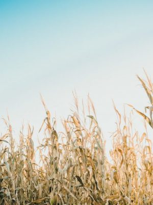 kimmy-williams-6JkrQPZTYvY-unsplash