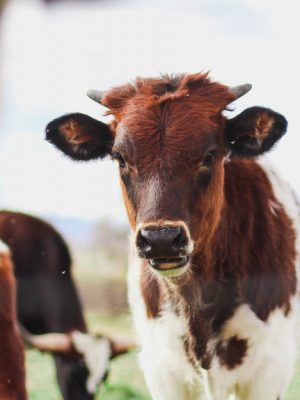 kylee-alons-suQ-D-9dmVU-unsplash-1