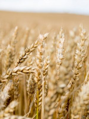 richard-bell-t2OhII9YKMQ-unsplash