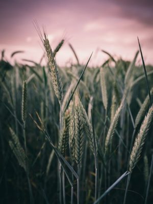 sebastian-pichler-pEm6yWX2GSU-unsplash